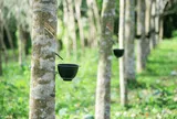 Giá cao su hôm nay 19/7/2026: Giá cao su thế giới đồng loạt giảm