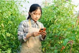 Rời phố về quê làm nông nghiệp - Khi lựa chọn sống xanh trở thành hành trình lập nghiệp