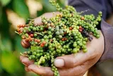 Giá tiêu hôm nay 22/7/2026: Thị trường trong nước ổn định, thế giới diễn biến trái chiều