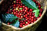 Giá cà phê hôm nay 26/7/2026: Giảm tới 2.200 đồng/kg