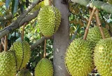 Giá sầu riêng hôm nay 26/7/2026: Giá thu mua tiếp tục khởi sắc
