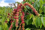 Giá cà phê hôm nay 27/7/2026: Giảm gần 2.000 đồng/kg sau một tuần