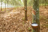Giá cao su hôm nay 27/7/2026: Thị trường thế giới phân hóa