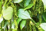 Giá tiêu hôm nay 27/7/2026: Tăng nhẹ, Mỹ tiếp tục mạnh tay mua hàng
