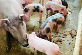 Giá heo hơi hôm nay 27/7/2026: Tiếp tục giảm 1.000 đồng/kg tại nhiều địa phương trên cả nước