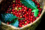 Giá cà phê hôm nay 30/7/2026: Tăng vọt, áp sát 99.000 đồng/kg