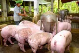 Giá heo hơi hôm nay 30/7/2026: Giảm về đáy 60.000 đồng/kg