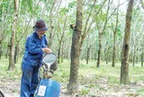 Giá cao su hôm nay 30/7/2026: Quay đầu giảm trên các sàn giao dịch châu Á