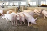 Giá heo hơi hôm nay 2/8/2026: Tiếp đà giảm, nhiều nơi chạm mốc 60.000 đồng/kg