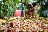 Giá cà phê hôm nay 3/8/2026: Tăng gần 1.000 đồng/kg