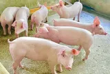 Giá heo hơi hôm nay 3/8/2026: Miền Bắc giữ đà giảm trong sáng đầu tuần
