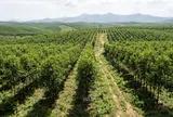 Khuyến khích liên kết rừng trồng từ 100 ha để cấp chung mã số