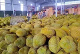 Giá sầu riêng hôm nay 8/8/2026: Sầu Thái hàng đẹp giữ giá cao