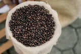 Giá cà phê hôm nay 8/8/2026: Giảm mạnh, rời mốc 98.000 đồng/kg