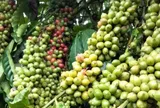 Giá cà phê hôm nay 14/8/2026: Hai sàn giảm mạnh, robusta mất hơn 100 USD/tấn