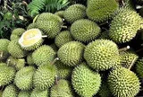 Giá sầu riêng hôm nay 16/8/2026: Tăng ở Đồng Nai, hàng đẹp vẫn giữ giá cao