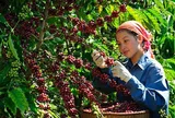 Giá cà phê hôm nay 24/8/2026: El Niño làm gia tăng lo ngại về nguồn cung