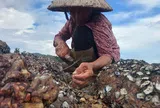 Nhịp sống ngày mới trên đảo xanh Cái Chiên