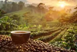 Giá cà phê hôm nay 27/9/2026: Robusta bật tăng hơn 2%