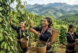 Giá tiêu hôm nay 29/9/2026: Cao nhất 140.000 đồng/kg