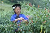 Trồng ớt sạch đăng ký mã số vùng trồng ‘rộng cửa’ xuất khẩu hàng nghìn tấn sang Trung Quốc