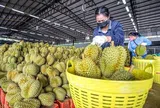 Sầu riêng Việt Nam xuất khẩu cán mốc nửa tỷ USD, Trung Quốc đẩy mạnh kiểm dịch