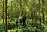 Trồng keo cần giải pháp cân bằng giữa lợi ích kinh tế và bảo vệ hệ sinh thái rừng bản địa