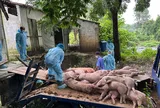 Giữ sinh kế phụ thuộc vào việc dập dịch tả lợn Châu Phi