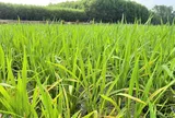 Nghĩa Đàn (Nghệ An): Chủ động phòng trừ bệnh đạo ôn gây hại trên lúa vụ xuân