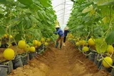 Gắn kết doanh nghiệp với nông dân để phát triển nền nông nghiệp bền vững