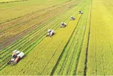 Việt Nam tiên phong chuyển đổi xanh ngành lúa gạo