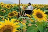 Hàng nghìn du khách đổ về cánh đồng hoa hướng dương xứ Nghệ ngày cuối tuần