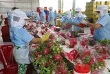 Từ ngày 23/11, rau quả xuất khẩu vào EU sẽ thực hiện theo quy định mới