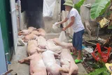 Giữa “bão” dịch tả lợn châu Phi: Doanh nghiệp thắng lớn, hộ nhỏ lẻ chật vật