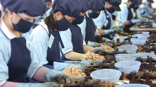 [Video] Xuất khẩu nhân điều tăng vọt, thu 434 triệu USD ngay đầu năm 2026