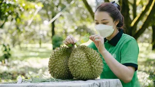 [Video] Nhu cầu tăng vọt từ Trung Quốc, giá sầu riêng Việt leo thang sau Tết