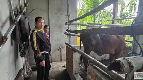 Quảng Ngãi: Điểm tựa sinh kế từ những con bò giống ở Mộ Đức