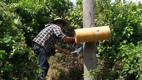 Độc đáo nghề săn ong rừng