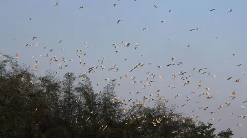 Hà Tĩnh: Cả làng chung tay bảo vệ đàn cò