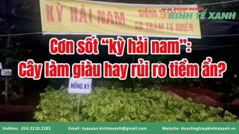 Cơn sốt “kỳ hải nam”: Cây làm giàu hay rủi ro tiềm ẩn?