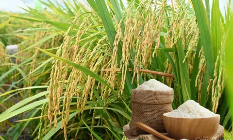 Giá lúa gạo hôm nay 25/12/2025: Thị trường ổn định, gạo tăng nhẹ, lúa giữ giá cuối vụ