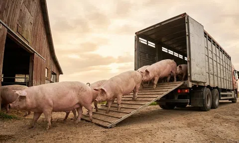 Giá heo hơi hôm nay 12/2/2026: Đồng loạt giảm, giao dịch phổ biến 71.000 – 73.000 đồng/kg