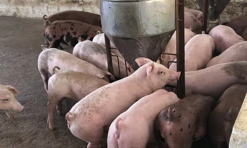 Giá heo hơi hôm nay 13/2/2026: Ổn định, dao động từ 70.000 – 73.000 đồng/kg