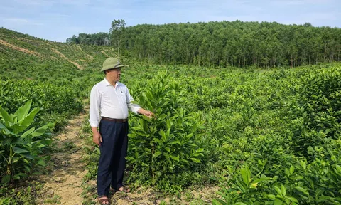 Xuân trên những cánh rừng tái sinh