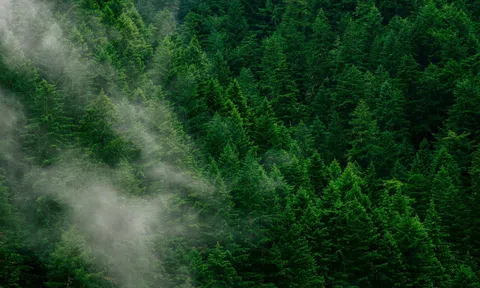 Tín chỉ carbon rừng: Đòn bẩy mới cho kinh tế xanh Việt Nam