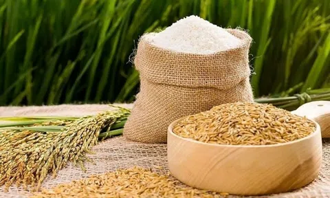 Giá lúa gạo hôm nay 13/3/2026: Thị trường ổn định, xuất khẩu tăng trưởng mạnh