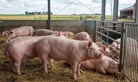 Giá heo hơi hôm nay 16/3: Thị trường ổn định, cao nhất 66.000 đồng/kg