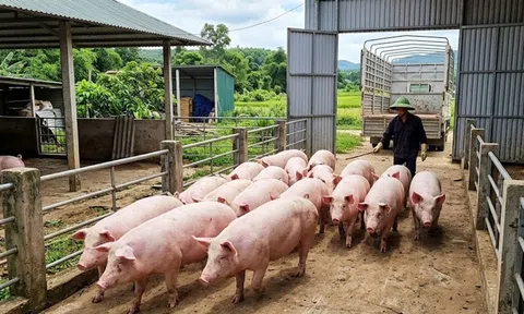 Giá heo hơi hôm nay 24/3: Miền Nam lập đỉnh 69.000 đồng/kg, miền Bắc giảm nhẹ