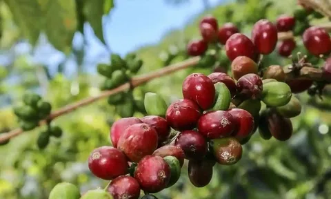 Giá cà phê trong nước hôm nay 25/3/2026: Quay đầu điều chỉnh sau chuỗi phiên đi ngang