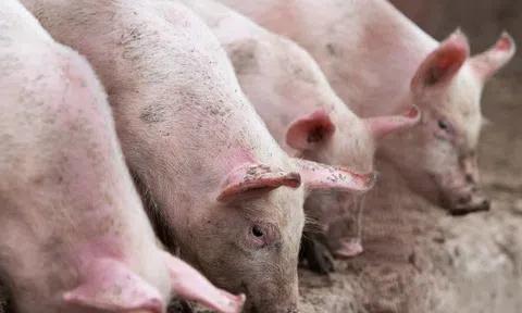 Giá heo hơi hôm nay 25/3: Miền Bắc giảm nhẹ 1.000 - 2.000 đồng/kg